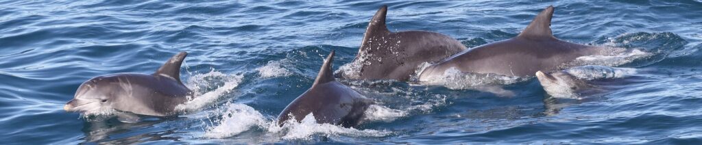 Dolphins in Wales | Gwynedd Holiday Park