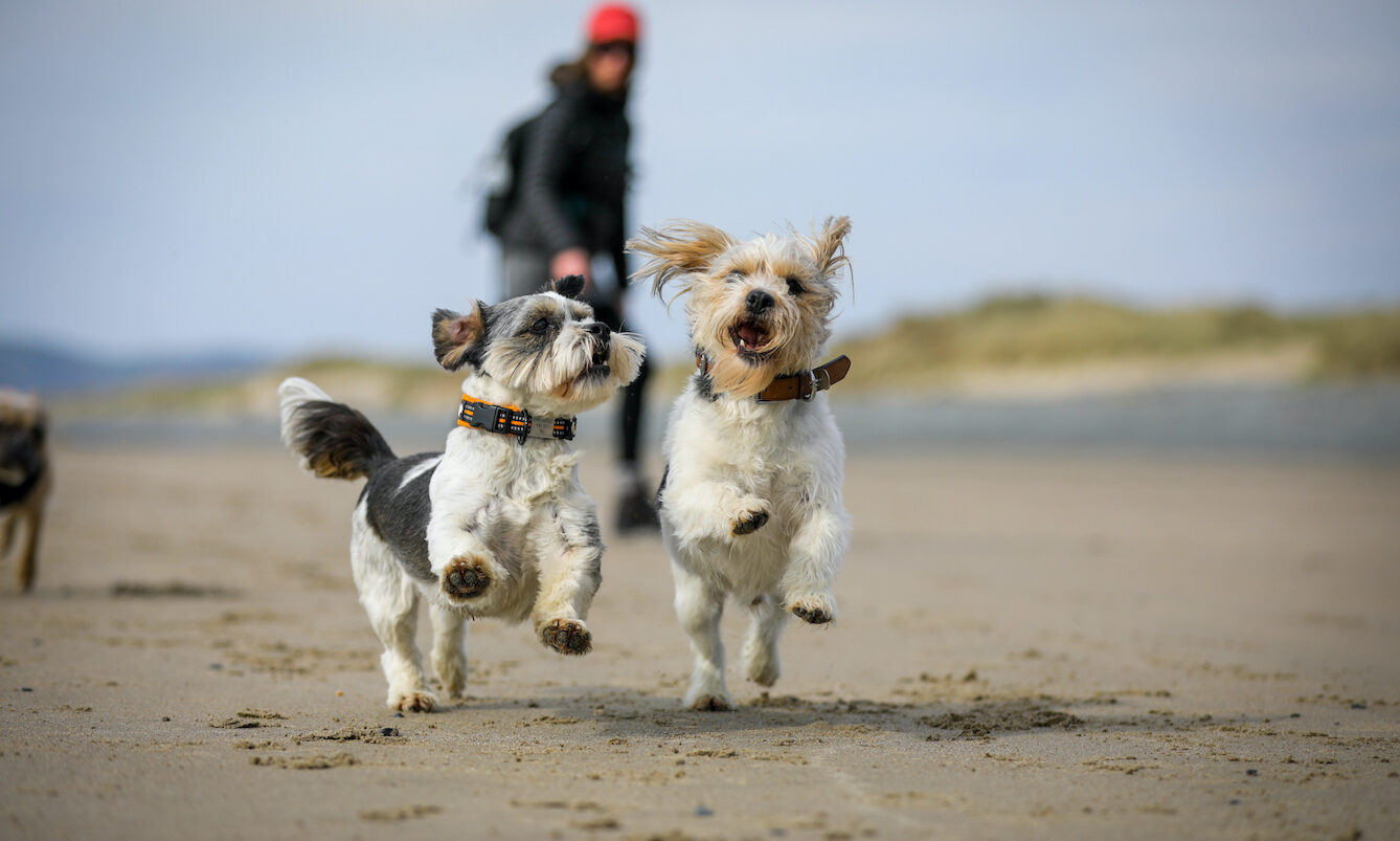 Dog Friendly Holiday Parks in Wales